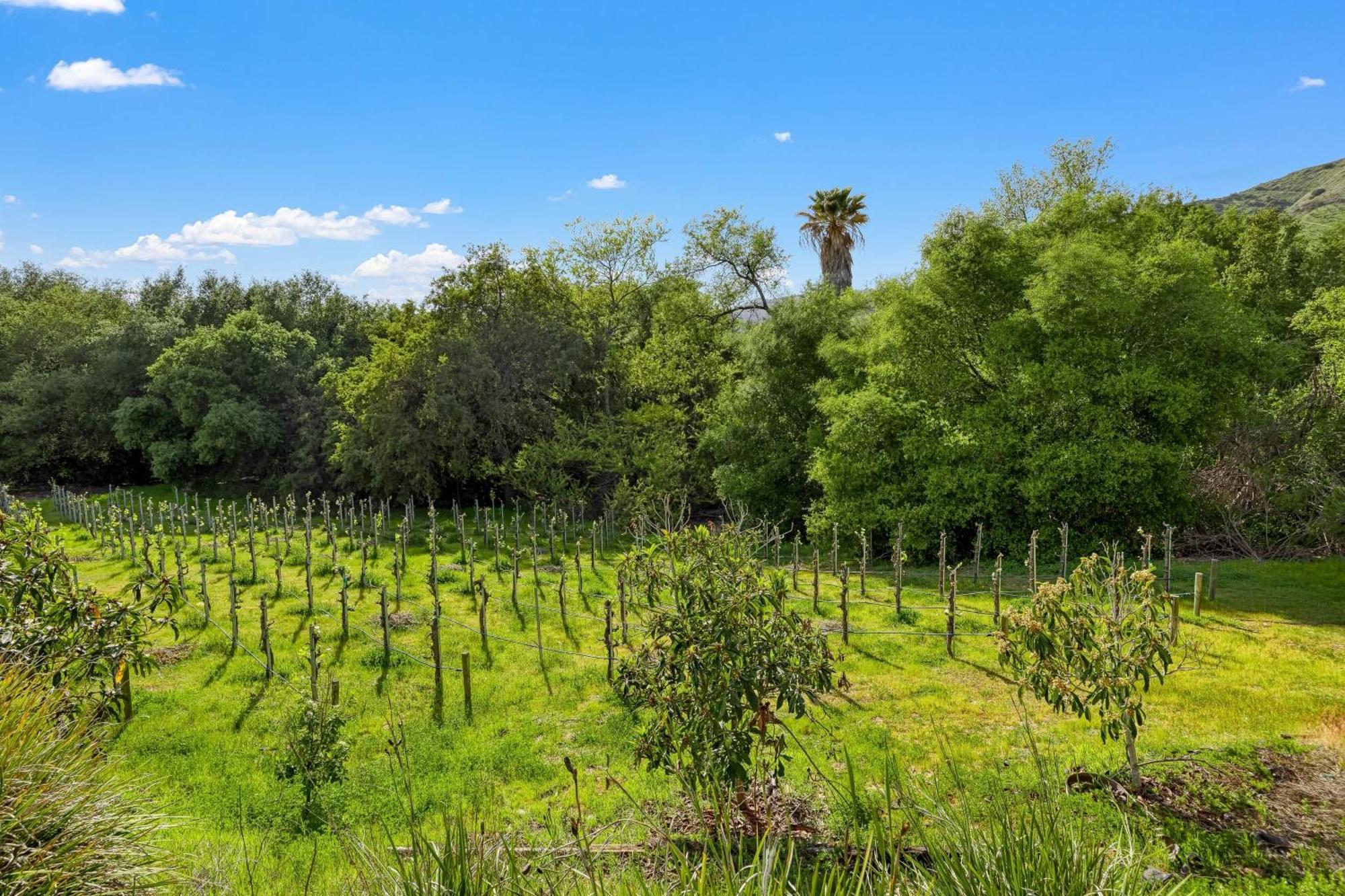 Grapevine By Avantstay Secluded 5Br Villa 4 Acres Of Vineyards Avo Groves Temecula Exterior foto